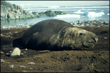 Photo of male elephant seal