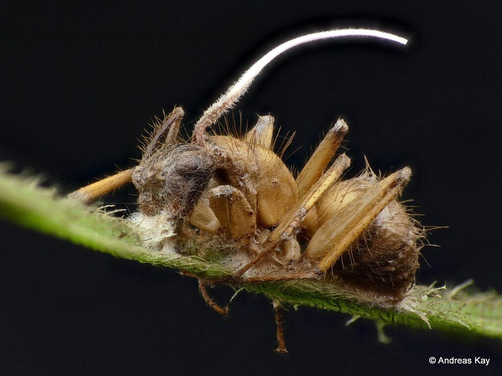 An ant on a stem, infected with a parasitic fungi emerging from its head