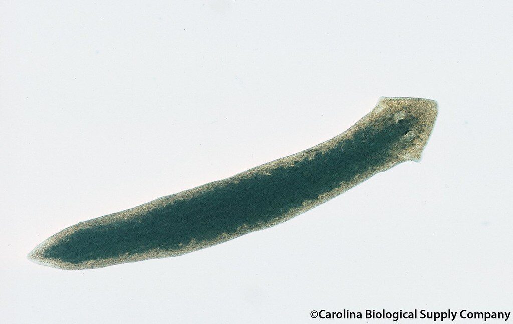 Planaria- flat worm