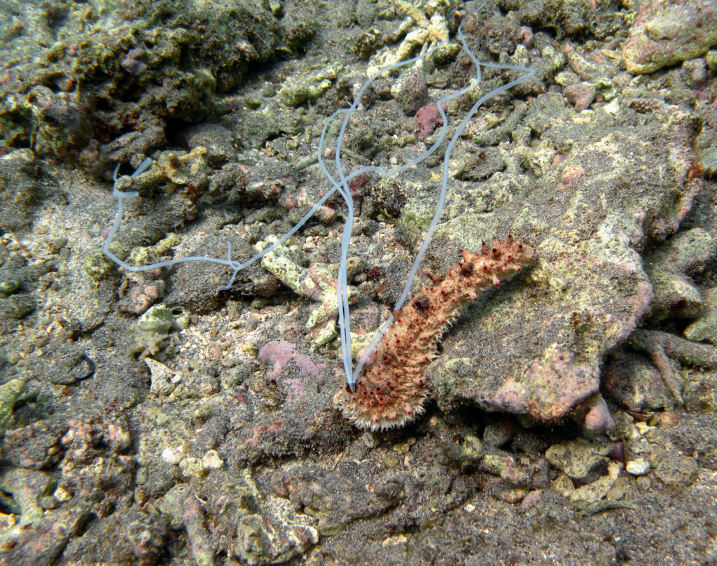 sea cucumber with strings (cuvierian tubules) extended